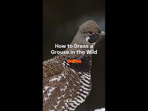 How to dress a grouse in the wild