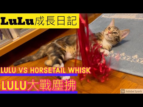 [LuLu成長日記] LuLu大戰塵拂  [LuLu Diary] LuLu vs horsetail whisk ft#JB單車兄弟