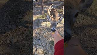 9 Point Buck Eating Out Of My Hands. #shorts #deer #nature