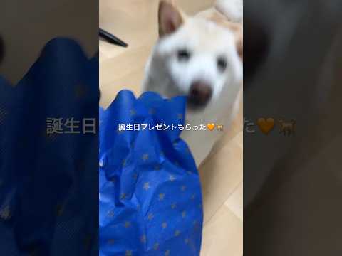 誕生日プレゼントをもらっていつもより機敏に動く柴犬#柴犬 #白柴