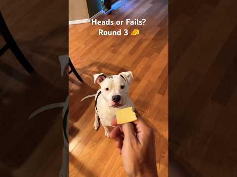 Canine Coin Flip - Heads or Fails? Round 3 #dog #dogfails