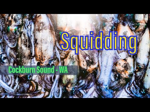 Squidding - Cockburn Sound, WA