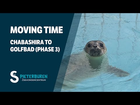 Moving Chabashira to Golfbad (phase 3) 🦭