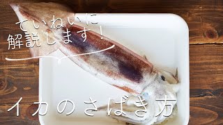 意外と簡単！【イカのさばき方】