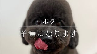 【Grooming】Toy Poodle "Lamb Cut"