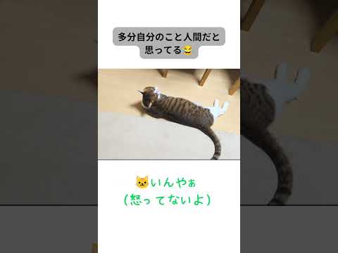 大好きなママとしっかり会話する猫が可愛い#猫 #保護猫 #ねこ #cat