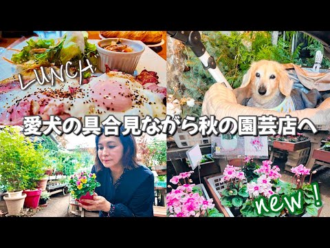 愛犬の具合が良いので、待望の秋の園芸店へ