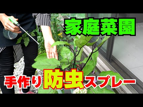 【自作防虫スプレー】家庭菜園で使える防虫スプレーの作り方 簡単自作防虫スプレー ガーデニングに大活躍 #ガーデニング  #防虫#害虫駆除