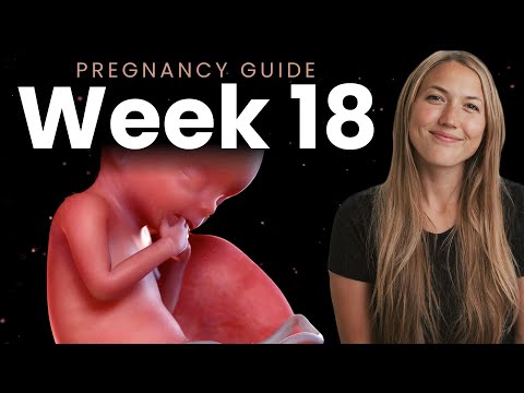 18 Weeks Pregnant | Week By Week Pregnancy