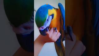 #beautiful  blue gold macaw 💙 🪙 #romanticbackgroundmusic#cute #ringtone #rfmusiclibrary