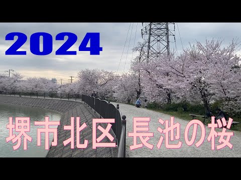 堺市北区 長池の桜 (2024.04.07)