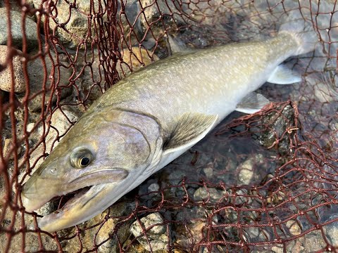 大岩魚R4雄50cm後半①　飛騨季節料理　肴