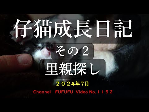 仔猫成長日記　その２　里親さがし　１１５２