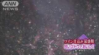 ワインの仕込みが最盛期迎える　山梨・甲州市（13/09/22）