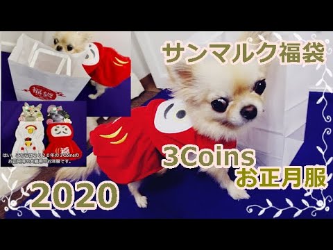 2020 🐶😺3coinsお正月犬猫服🎍サンマルクカフェ福袋☕中身🌟チワワとレビュー📢Chihuahua' New Year's Clothes ＆ lucky bag contents review