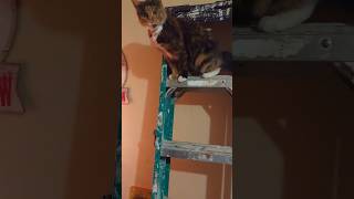 KITTEN stop climbing everywhere 😫 #kitten #kitty #cat #cutecat #cute #cutekitty #funnycat #funny