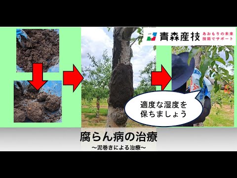 泥巻き法による腐らん病の治療　AP25【りんご研究所】