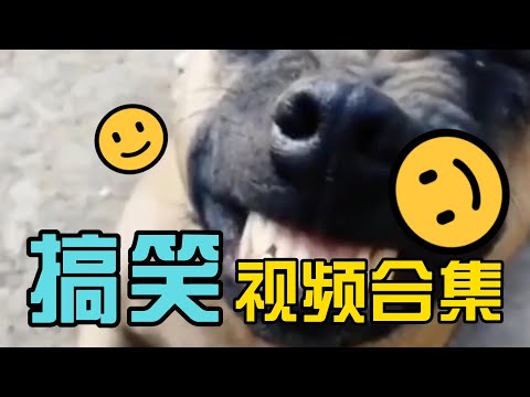 爆笑 搞笑 社死/Funny Comedy Videos/搞笑视频合集EP4