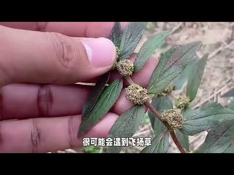 飞扬草，一种农村常见的植物，被人当成了宝