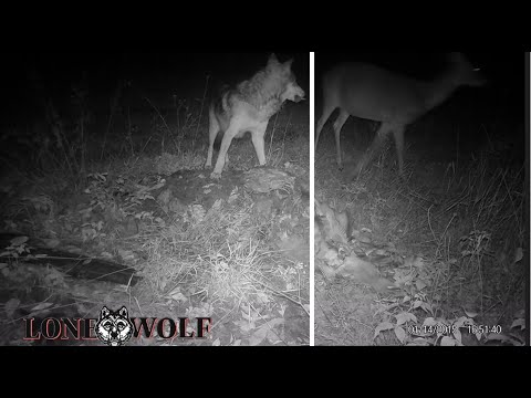 Visitors to the bone pile