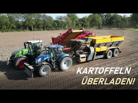 Kartoffelernte 2022 ( Kartoffeln überladen) Grimme/ Fendt/ Brettmeister/ Landwirtschaft im Emsland