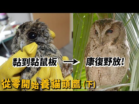 【從零開始養】貓頭鷹(下)黏鼠板黏到鳥怎麼辦?野放超療癒!褐鷹鴞!大冠鷲!【許伯簡芝】