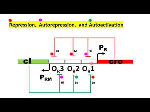 (G6) DNA Looping and Prokaryotic Gene Regulation