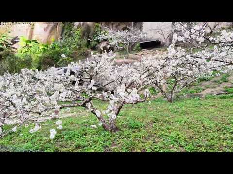 李花 Plum blossoms