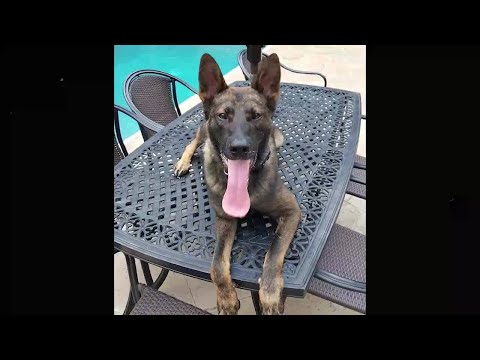 Greenville County K9 dies of cancer