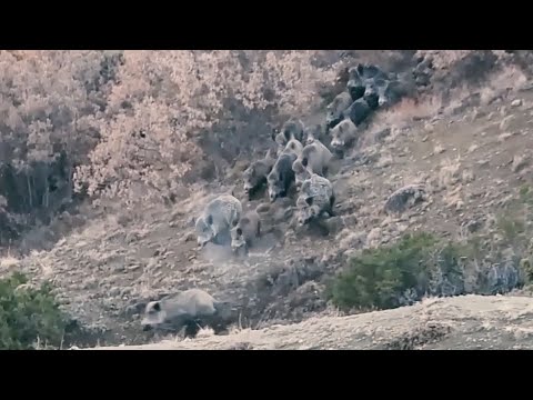 WILD BOAR HUNTING 10-  DOMUZ AVLARI