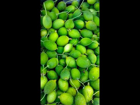 Kankoda sbji | spiny gourd | Kantola sabji | healthy & tasty food | #shorts #youtubeshorts