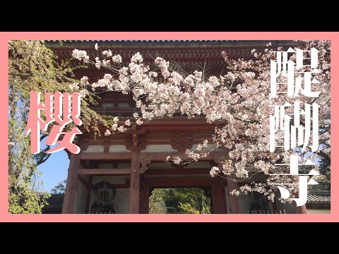 【晚安ＪM】櫻花/千本櫻/豐臣秀吉的賞花宴@伏見@醍醐寺