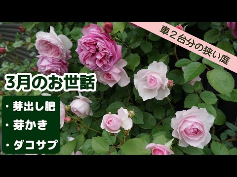 【ダコサプ】芽出し肥/芽かき/芽薬【3月のバラのお世話】