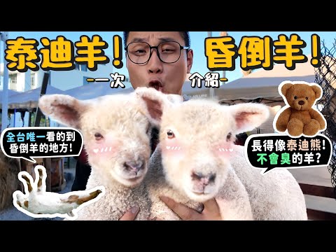 重發【從零開始養】昏倒羊+泰迪羊!全台唯一有昏倒羊的地方!得像泰迪熊的羊?超小綿羊?德爺會羨慕?美國人養來當寵物?昏倒羊對肌肉僵直症有貢獻?【許伯簡芝】Fainting goat