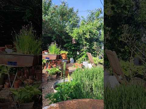 Saturday 11th May - starting the day off with breakfast in the stock garden #rusticgarden #garden