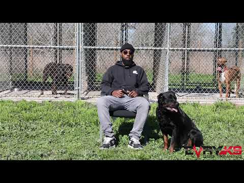 My Top Protection Breed! | The rottweiler