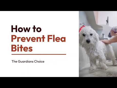 How to Prevent Flea Bites on Humans and Pets | The Guardians Choice