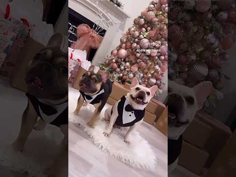 French Bulldog Brothers Max and Bo | Little Life | Frenchie Trekker TV #Shorts #Dog