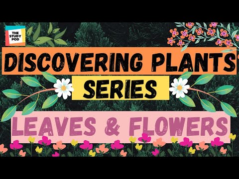 LEAVES & FLOWERS | DISCOVERING PLANTS SERIES | Part 2 | Science | The Study Pod