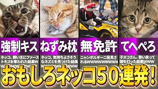 【おもしろ猫50連発！】笑ってはいけない猫かわいい動画集！パート1