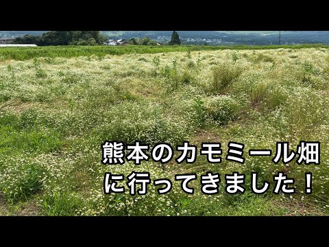 熊本のカモミール畑を紹介します！