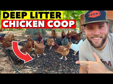 I TRIED THE DEEP BEDDING CHICKEN COOP SYSTEM. HERE IS WHAT I’VE LEARNED