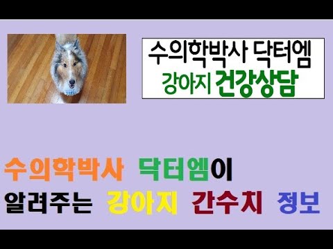 수의학박사 닥터엠이 알려주는 강아지 간수치 정보