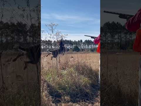 I asked my wirehaired pointing griffon to help slow the birds down for the clients