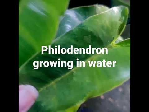 #youtube #short #indoorplants Philodendron in water #philodendron