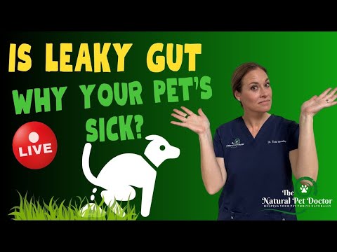 Is Leaky Gut Why Your Pets Are Sick?