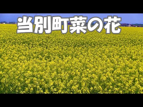 当別町菜の花2023/5/27