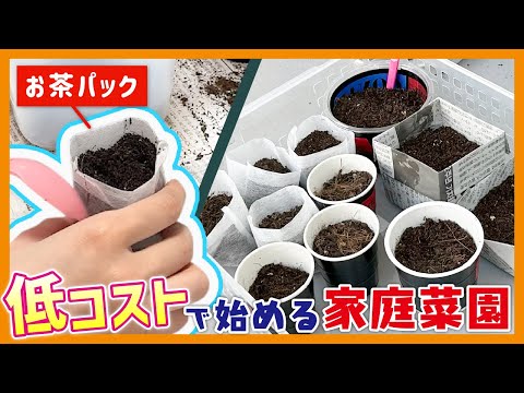 【100均】身近なものでオクラと枝豆を育てます【家庭菜園】