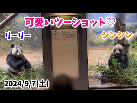 【リーリー＆シンシンの可愛いツーショット🐼💕】〜2024/9/7(土)上野動物園〜