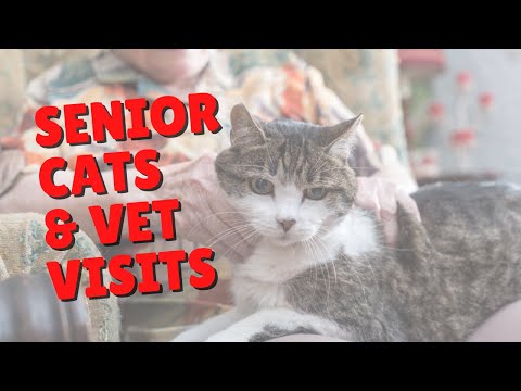 Caring For Senior Cats | Two Crazy Cat Ladies #shorts